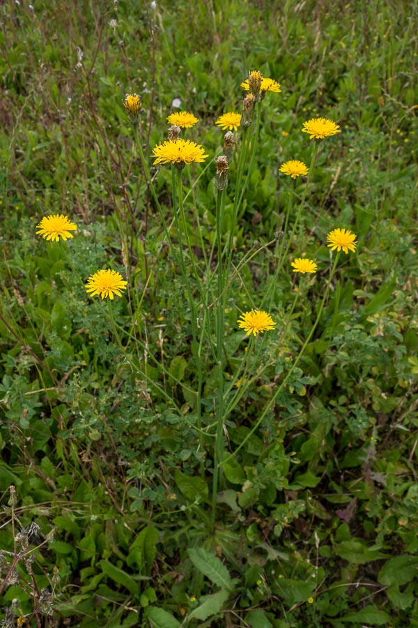 Hypochaeris radicata / Costolina giuncolina